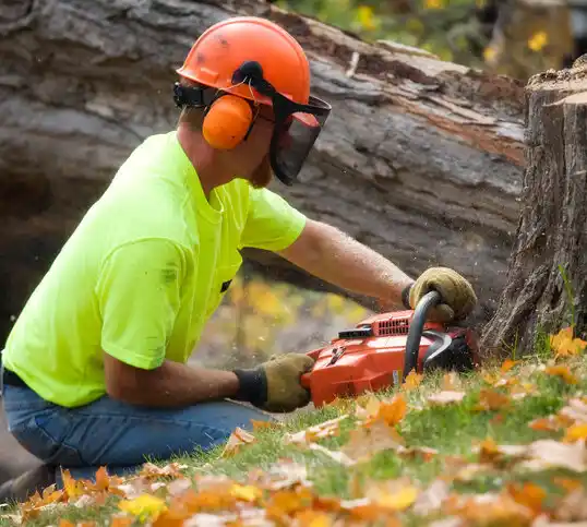 tree services Fifty Lakes